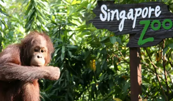 Зоологическа градина в Сингапур