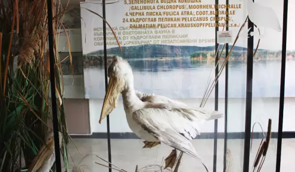 Сребърна се радва на първите излюпени пеликанчета от защитен вид