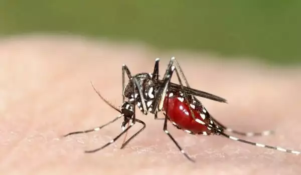 Опасен комар