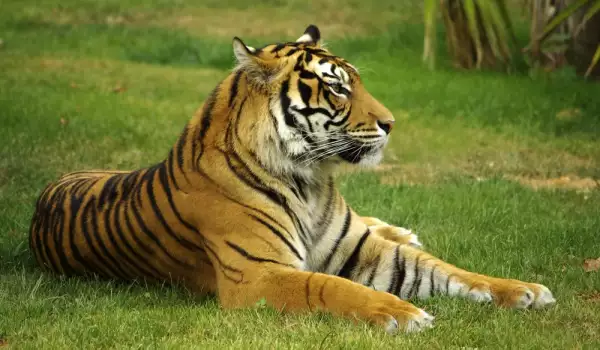 Национален парк Зов тигра