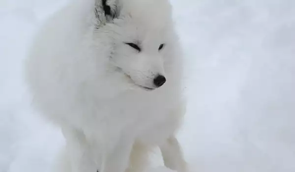 Бяла Лисица