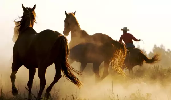 В Чепеларско село ще развиват конен туризъм